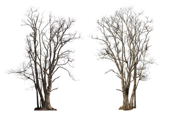 Dry tree or dead tree isolated collection on white background with clipping path