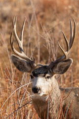 Mule Deer Buck in Colorado in Fall
