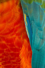 Close up of colorful feathers parrots marcaw bird in Red and Green color exotic texture for background concept