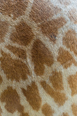 Genuine leather skin of giraffe for background concept design