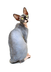 A purebred sphynx cat during a photo shoot. It is a hairless cat.