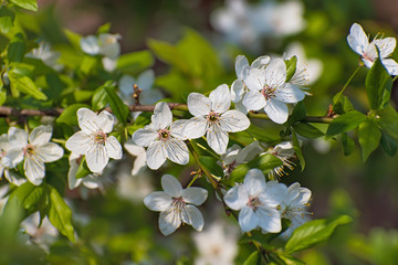  Branch of  flowering wild cherry tree