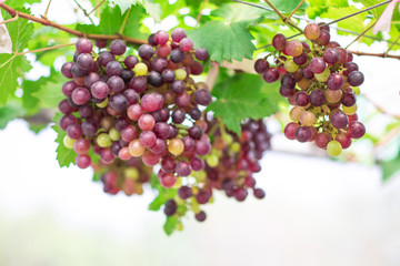 Bunches of ripe grapes (Rosada) of the vineyard in greenhouse farm