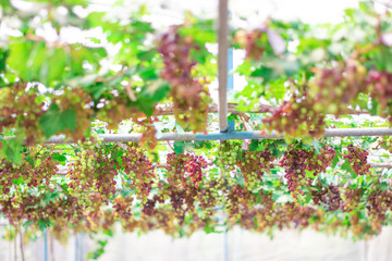 Bunches of ripe grapes (Rosada) of the vineyard in greenhouse farm