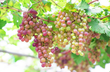 Bunches of ripe grapes (Rosada) of the vineyard in greenhouse farm