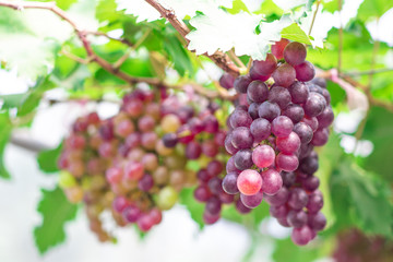 Bunches of ripe grapes (Rosada) of the vineyard in greenhouse farm
