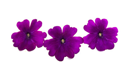 verbena flower isolated