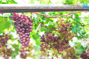 Bunches of ripe grapes (Rosada) of the vineyard in greenhouse farm