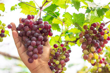 The hand holding the bunch of ripe grapes (Rosada) from the vineyard