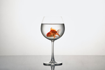 Goldfish in glass isolated on white