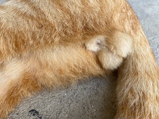 Close up testicles of the orange cat lying on the cement ground