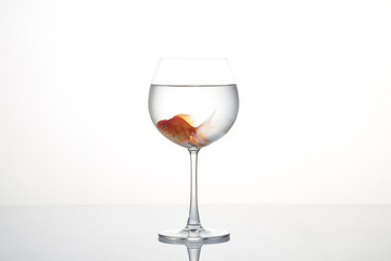 Goldfish in glass isolated on white