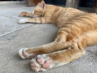 Close up paws of the orange cat sleeping on the cement ground