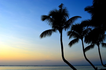 Fototapeta na wymiar coucher de soleil et cocotiers, océan indien