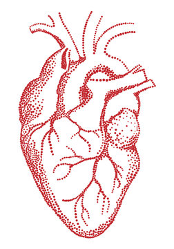 Red human heart, vector drawing