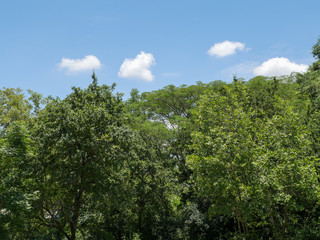 Fototapeta na wymiar Forest in a mountain and blue sky
