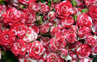 Lots of rose buds, top view.