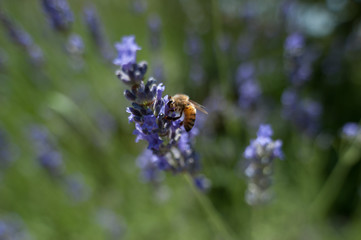 fiori di lavanda