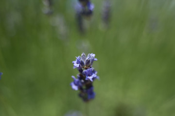 fiori di lavanda