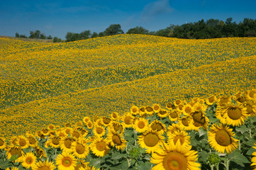 Obraz premium girasoli