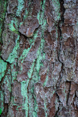 Loblolly pine bark section with green lichen in pattern