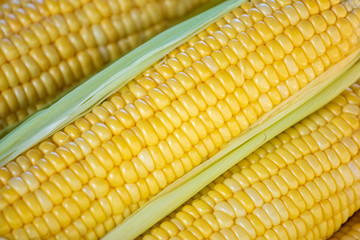 Closeup texture group of corn