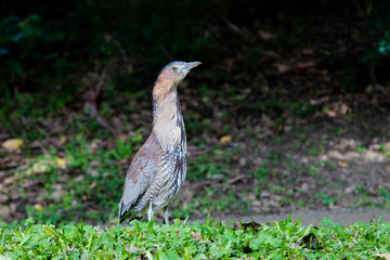 malayanheron01