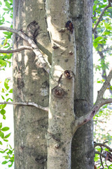small branching tree overlapping larger similar tree with soft tree leaves and sky on sides, abstract