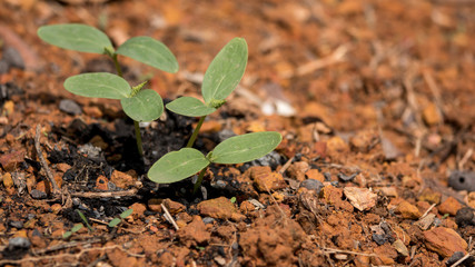 Seedlings of cucumbers