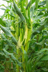 Obraz premium Baby corn pods in the field