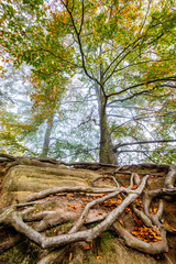 roots of an old tree