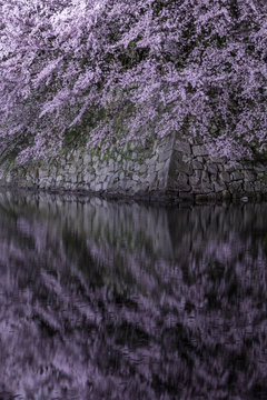 滋賀県 彦根城 桜 © TAKUYA ARAKI