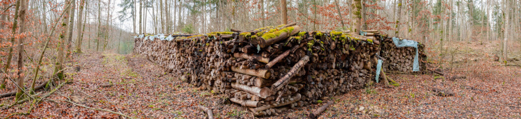 Panorama Holzstapel mit Moos im Winter