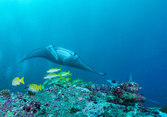 Raie manta Manta point Maldives
