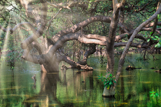 Mangrove forest trees that rise on flooding, reflecting green light. The beam of the sun shining.