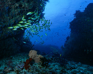Naklejka na ściany i meble Récif coralien et Gorgones aux Maldives 