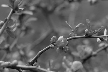 branch of a willow