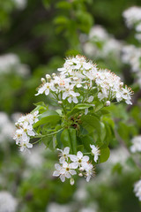 white flowers of a tree in spring