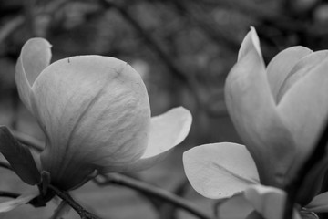 magnolia flowers on black background
