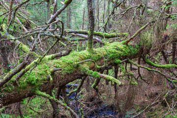 Fallen tree covered with green moss in the forest