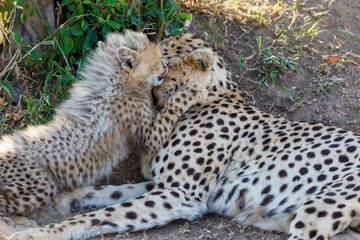 Cheetah cub playing with his mom