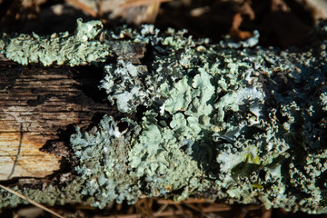 Close up of pine log on forest floor with wavy textured green lichen growth