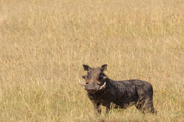 Warthog in the high grass at the savanna