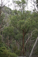 Eucalyptus forest, Kennett River, Great Ocean Road, Australia
