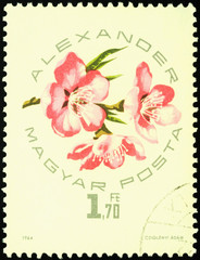 Flowers of peach