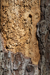 Abstract cross section of pine tree missing bark showing interior wood