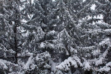 Ate in the snow on a winter evening and blue sky with clouds background