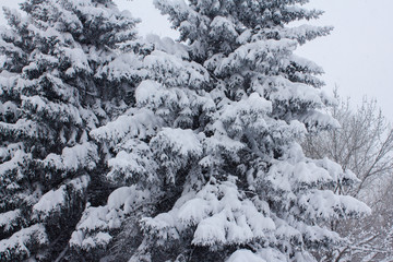 Christmas trees in the snow. Snowy winter in Russia.