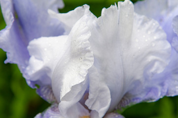Fototapeta na wymiar flowering iris, spring flower. beautiful purple iris. flower close up