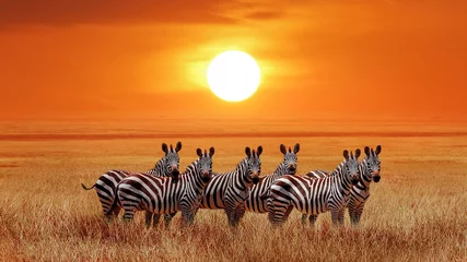 Fototapete Orange Gruppe Zebras in der afrikanischen Savanne gegen den schönen Sonnenuntergang Serengeti-Nationalpark. Tansania. Afrika.